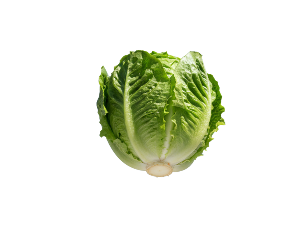 hydroponic butter lettuce